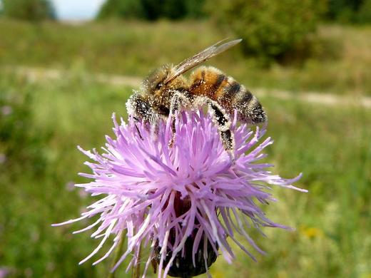 Včela medonosná (Apis mellifica)10.jpg